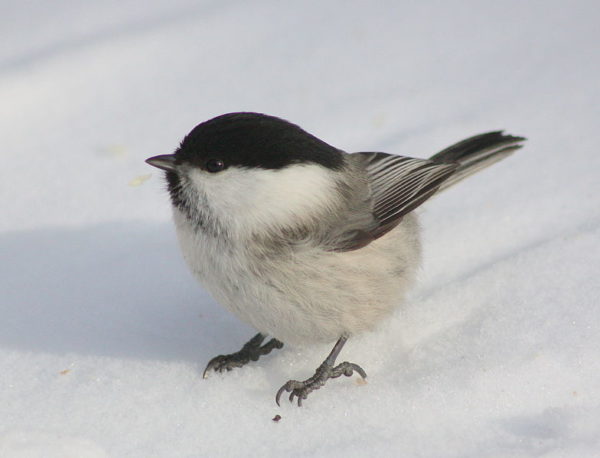 784px-Poecile_Montanus_Kittila_20120307