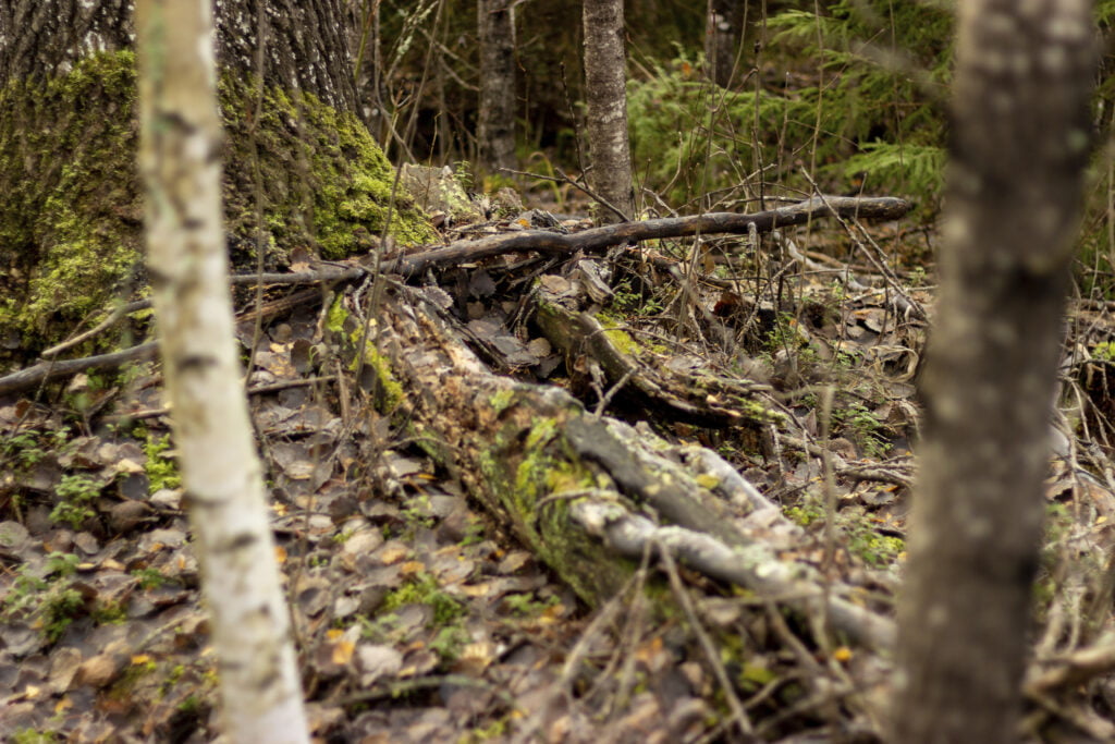 Maatuva lahopuu kaatuneena metsässä.