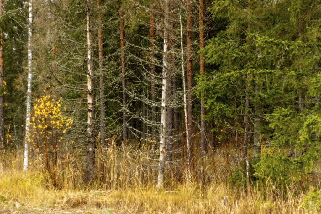 Sekametsää, kuolleita kuusia.