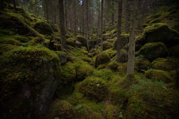 CC BY 2.0 DEED