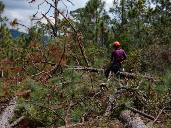 meksiko-sanidad-forestal_S