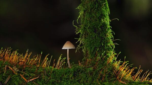 pixels mushroom-8390888_1920