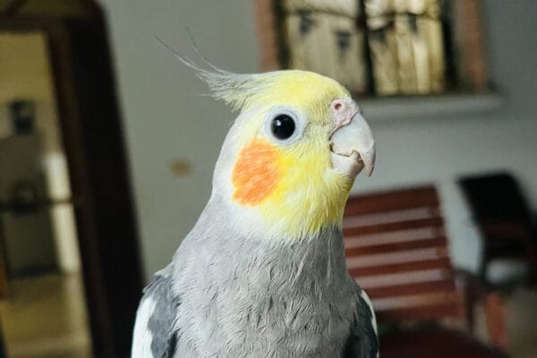 simsim